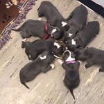Seth Slayton - @supreme_bullies_ - Instagram