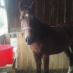 Seth Tillman - @lion_rule_16 - Instagram
