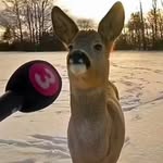 Seth Wolfgang - @seth53275 - Instagram