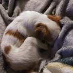 seth wolfgang - @blizzardthesdog - Instagram