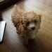 Setsuko Tsuchiya - Facebook