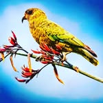 Shabih Rizvi - @shabi_h786 - Instagram