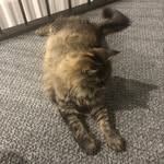 Shabih - @shabihrizvi1 - Instagram