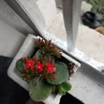 Ni Sha Ki - @shabnam_ali___ - Instagram