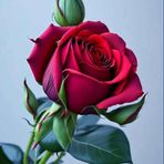 Shabnam Ali - Facebook