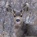 Shad Hansen - Facebook