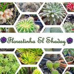 Florestinha El Shaday - @florestinhaelshadayslz - Instagram
