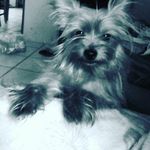 shaday williams - @shaday_the_shorkie - Instagram