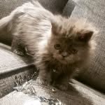 💓🐱SHADE🐱💓 - @shade.gray.cat - Instagram