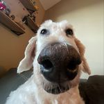 Shade Jones - @shade.jones1 - Instagram