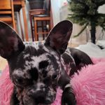 Sapphire Shade Smith - @sapphire.shade - Instagram