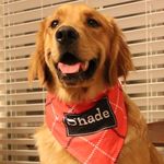 Shade Williams - @karkshade - Instagram