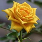 Shaden Mohammad - @shaden9249 - Instagram