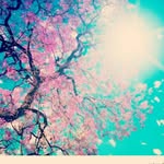 shaden Mohammad - @shadekn6 - Instagram