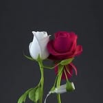 @shadi_alkhateeb2 - Instagram