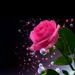 Shadi Saad - @shadishadi123 - Instagram