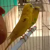 Shadia Hasan - @shadia.1230 - TikTok