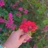 Shadia 944 - @shadia.hasan3 - TikTok