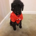 Shadow Bennett - @shadow_the_.poodle - Instagram