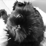 Shadow Charlie Bennett - @shadow_the_diva - Instagram