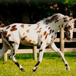 Shadow Falls Equestrian - Alyssa Martin - @shadowfallsequine - Instagram