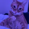 shae - @shaeallen - TikTok