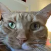 shae powell - @shaepowell - TikTok
