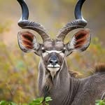 Shafi Alam - @shafi.alam.1612 - Instagram