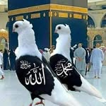 Shafiq Butt - @shafiq2573 - Instagram