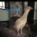 Shah Khalid - Facebook