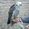 shahkhalid - @shahkhalid.khan46 - TikTok