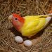 Shaheen Aviary - Facebook