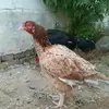 shaheen Rizvi - @rizwanrizvi5555 - TikTok