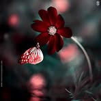 Shahida Asif - Facebook