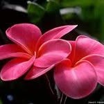 Shahnaz Anwar - @shahnazanwar15 - Instagram