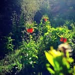 shahnaz.moradi - @shahnaz.moradi2 - Instagram