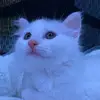 udhdjejebjfjfj - @shahnazmoradi3 - TikTok