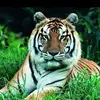 Shahnaz Mulla - @shahnazmulla2 - TikTok