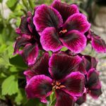 Shahram saba - @shahramsaba8 - Instagram