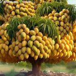 Shaik Nabi - Facebook