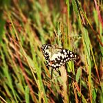 Shailesh Amin - @silus1905 - Instagram