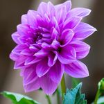 Shakil Anwar - @shakilanwar64 - Instagram
