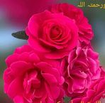 Shakila Saeed - Facebook