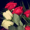 Shakila Saeed - @shakilasaaed458 - TikTok