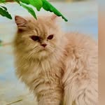 Shakila saeed - @shakeela_01 - Instagram