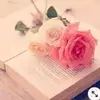 Shama Aslam - @shamaaslam19 - TikTok