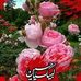 Shama Zehra - Facebook