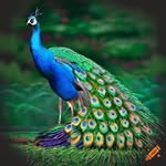 Shamik Patel - @shakir.604 - Instagram