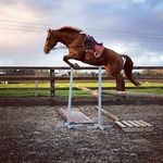 Shanowen Stables 🐎🇮🇪🐎 - @shanowen_stables - Instagram