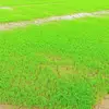shanreddy - @bhushanreddy_farmer - TikTok